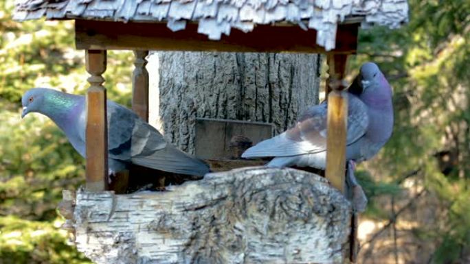 一对大灰鸽子坐在喂鸟器中，互相背靠，吓跑了小鸟。争吵爱情夫妇的概念。