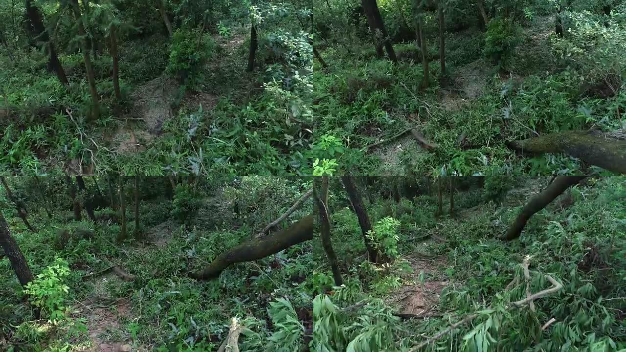 2018年9月16日中国超级台风山竹后，断树阻碍了山上的远足径