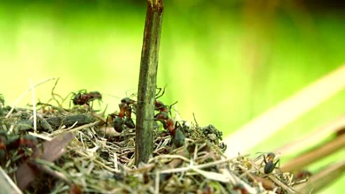 野生红蚂蚁建蚁丘，微距拍摄细节