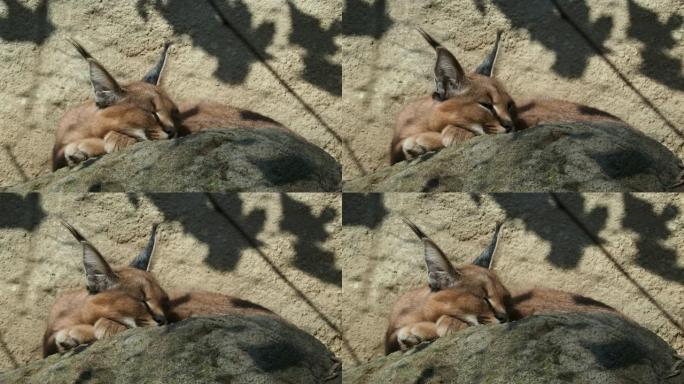 长簇绒耳朵的沙漠猫 (Caracal Caracal) 或非洲山猫
