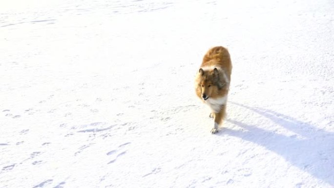 牧羊犬在雪场上奔跑