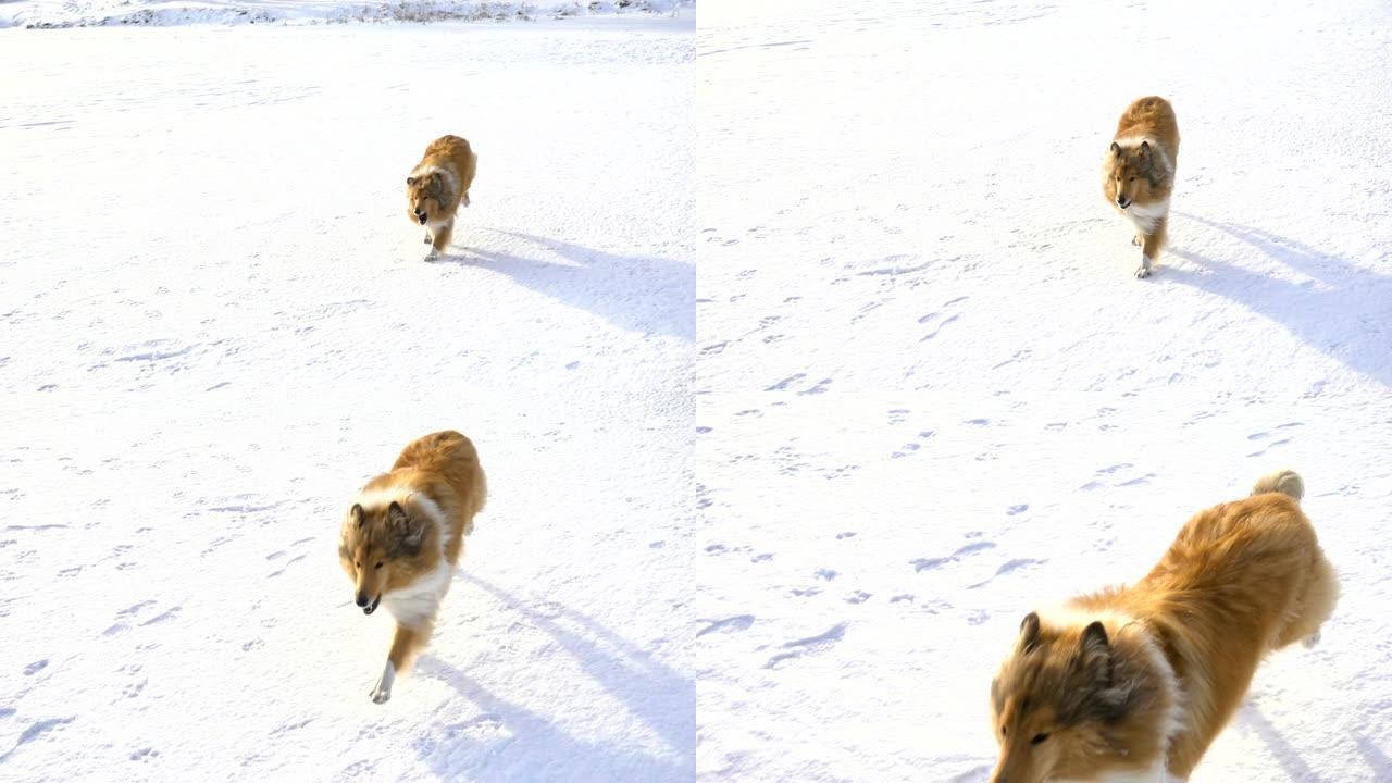 牧羊犬在雪场上奔跑