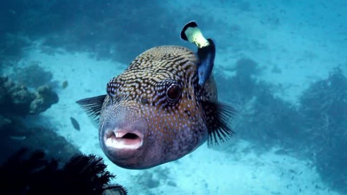 蓝点河豚FS Similan islands