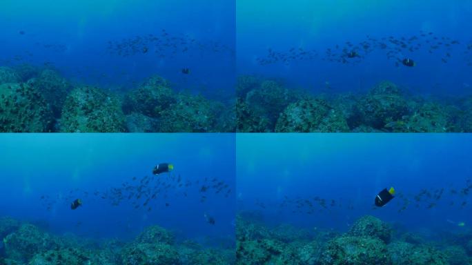 金仙鱼，在海底礁石上学的雀鲷