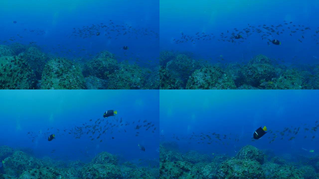 金仙鱼，在海底礁石上学的雀鲷