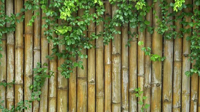 竹栅栏背景。