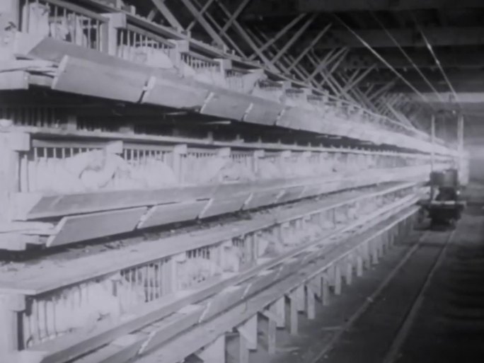 60年代 自动化养鸡场