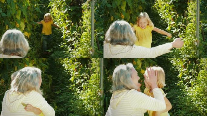 金发小女孩在高高的植物中奔跑，拥抱她的祖母。