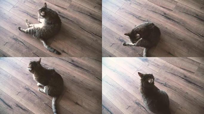 层压。猫躺在公寓的层压地板上