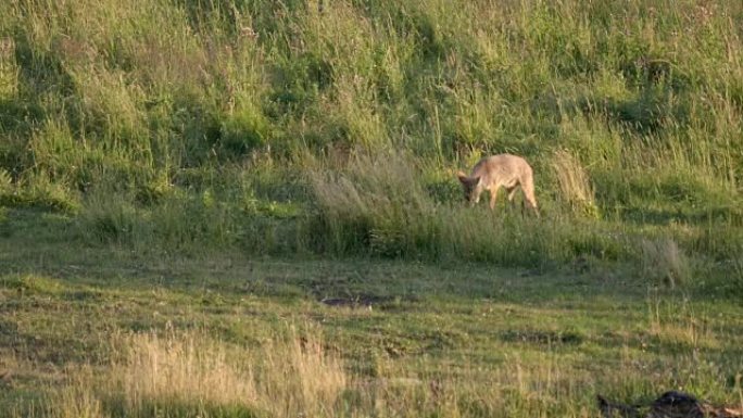 在黄石公园拉马尔山谷的一只死野牛上觅食的土狼