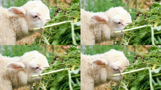 小白羔羊在农场吃草，特写