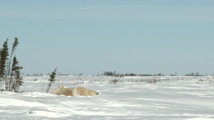 在丹宁现场有幼崽的北极熊母亲