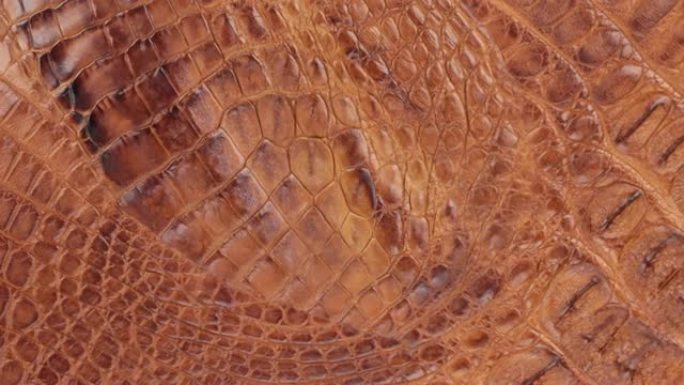 旋转，自然鳄鱼皮结构的特写。