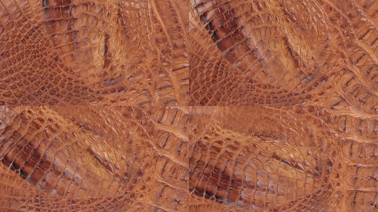 旋转，自然鳄鱼皮结构的特写。