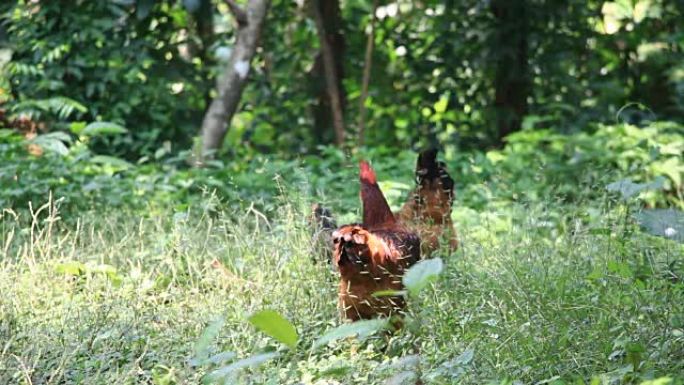 草地上的后院鸡
