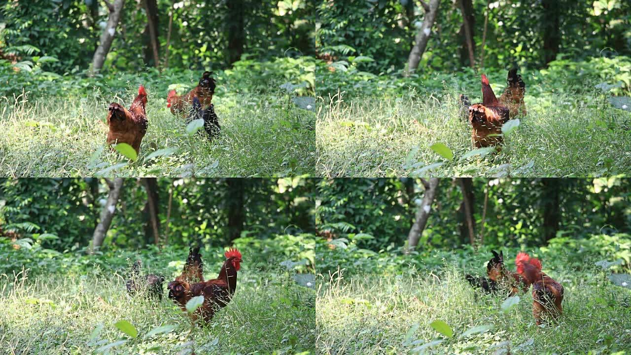 草地上的后院鸡