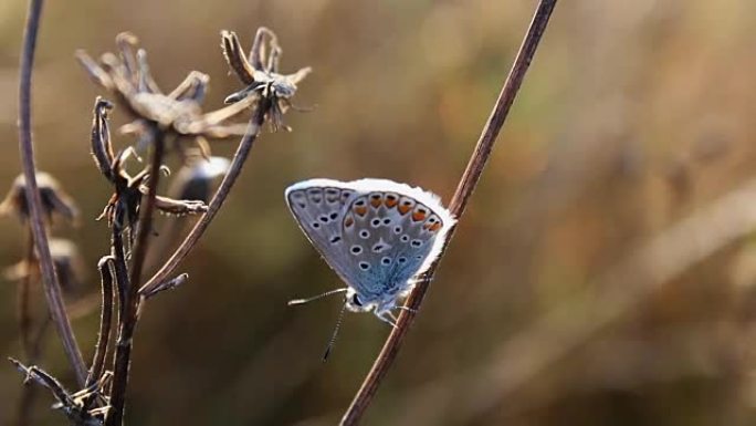 小蝴蝶坐着，银色镶钻蓝色，Plebejus argus