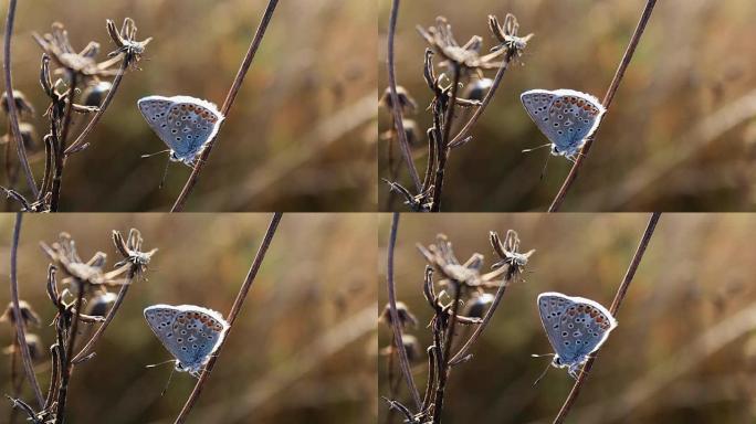 小蝴蝶坐着，银色镶钻蓝色，Plebejus argus