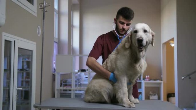 宠物护理犬心脏病学检查期间的兽医