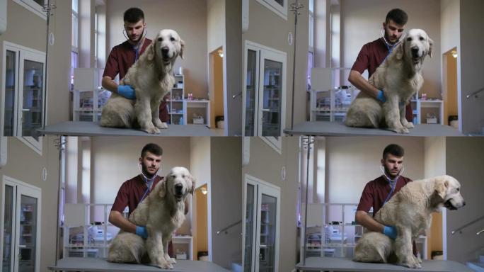 宠物护理犬心脏病学检查期间的兽医