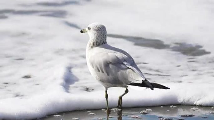 海滩上的海鸥