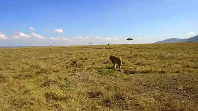在非洲的热带稀树草原狩猎幼狮