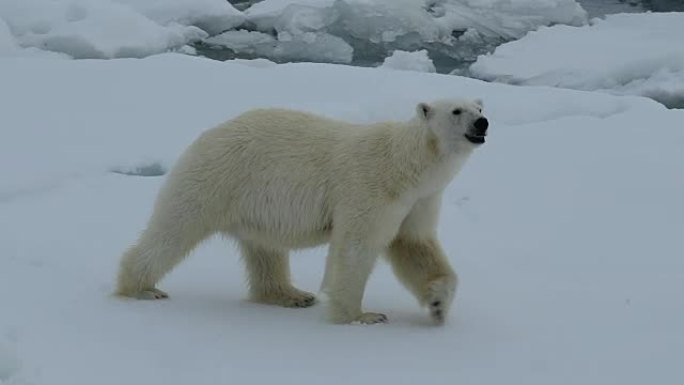 冰上北极熊