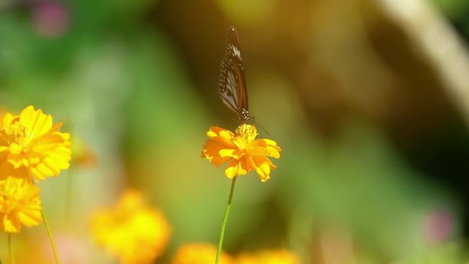 五颜六色的蝴蝶以花蜜为食，从前面看。