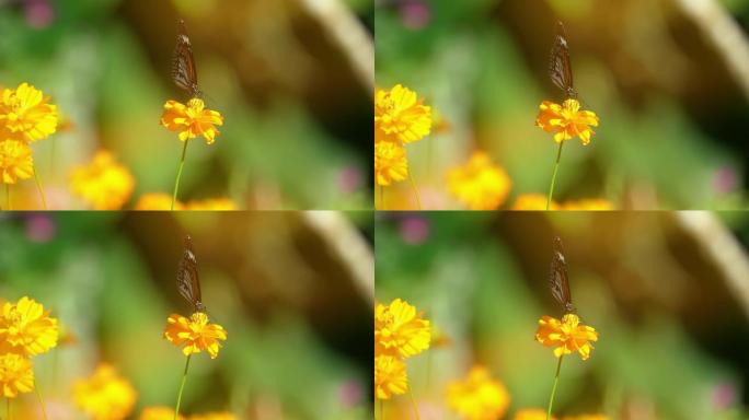 五颜六色的蝴蝶以花蜜为食，从前面看。