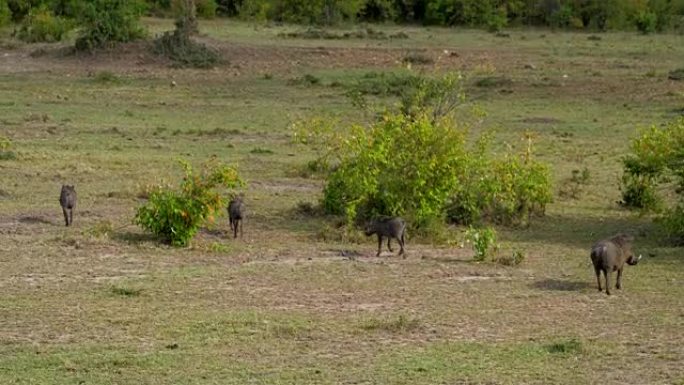 疣猪在非洲大草原的绿色牧场上跑到两侧