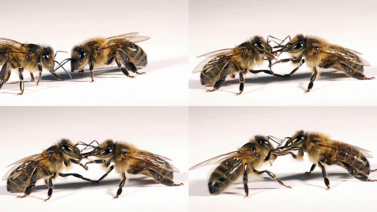 欧洲蜜蜂，apis mellifera，白色背景黑蜂，Trophalaxy，食物交换，诺曼底，实时4