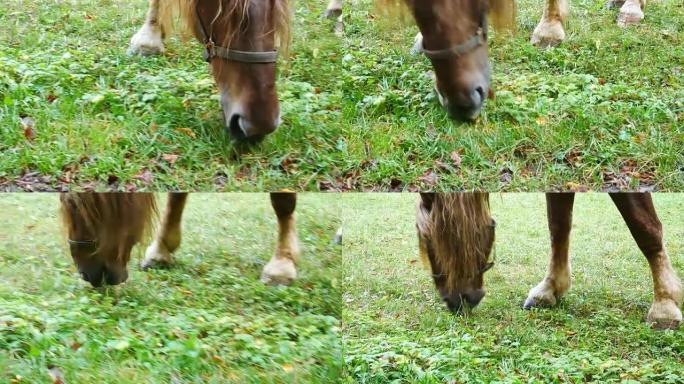 马在草地上吃草。手持射击。细节。