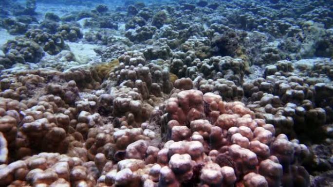 受损脆弱的珊瑚礁生态系统上的水下珊瑚漂白