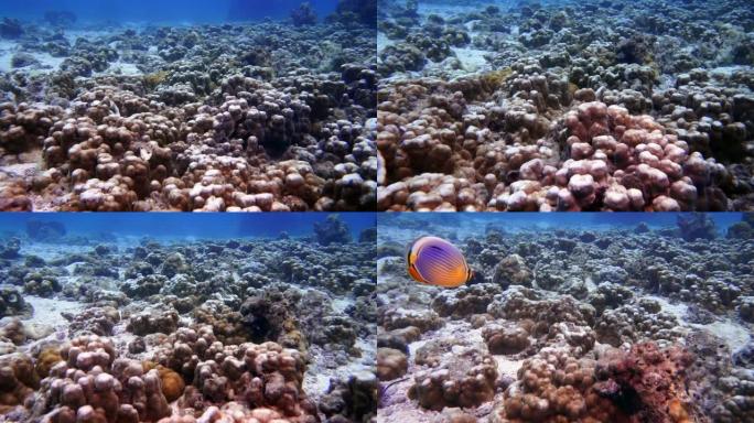 受损脆弱的珊瑚礁生态系统上的水下珊瑚漂白