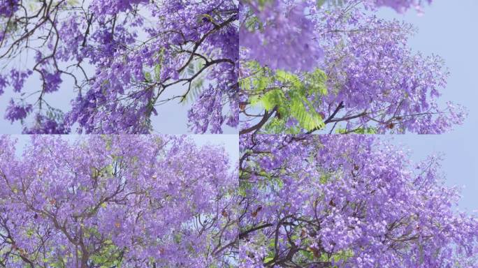 4K蓝花楹 西昌蓝花楹