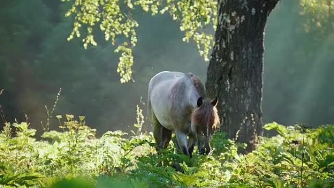 美丽的白灰色马清晨在阳光下穿过森林