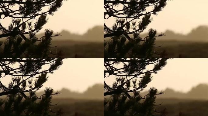 日落中的松树在丹麦罗莫的石南前