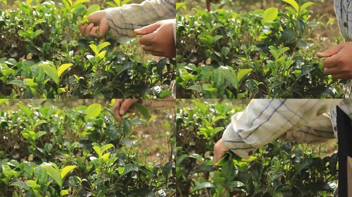 亚洲泰国妇女忙于在泰国北部高地，东南亚的山丘上采摘新鲜，新生长的茶叶，准备干燥和制作绿色乌龙茶。