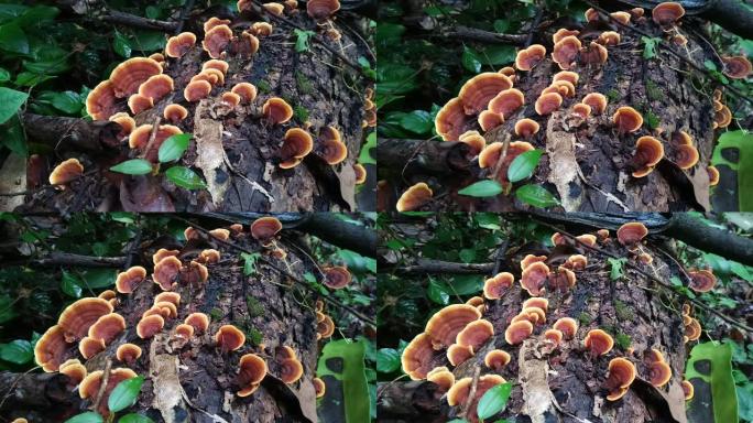 森林中的老原木上的蘑菇