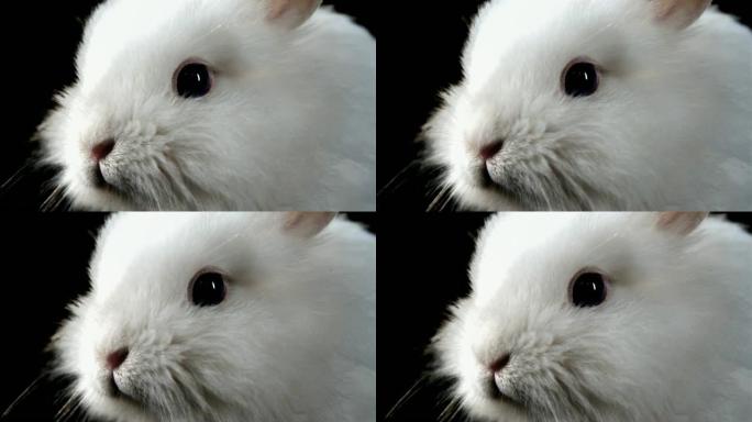 可爱的兔子嗅着空气。特写镜头。
