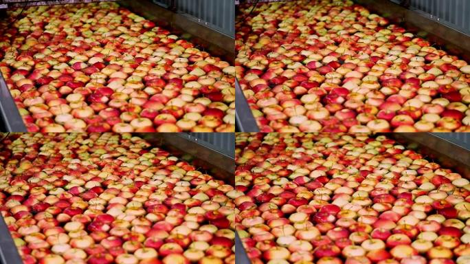 新鲜采摘的苹果收获。在水果生产厂，特殊浴室，水果仓库的包装桶中清洗苹果的过程。在工厂分拣苹果。食品工