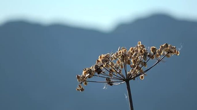 带种子的猪草，巴伐利亚阿尔卑斯山的Wiesen-b ä renklau