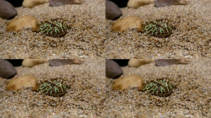 绿色稻田青蛙。绿色的青蛙被埋在沙子里。