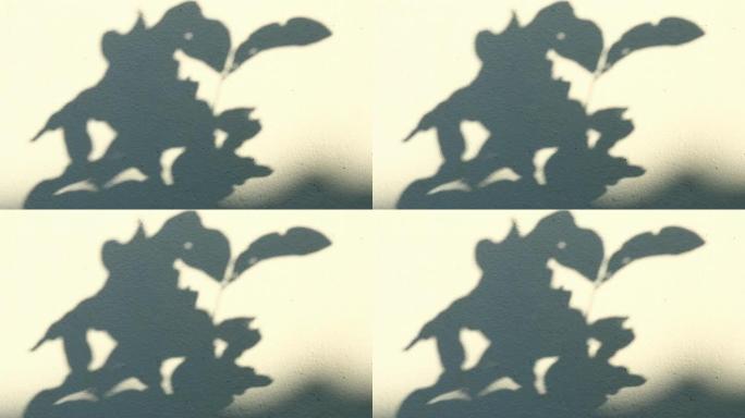 墙上的叶子阴影，泰国清迈