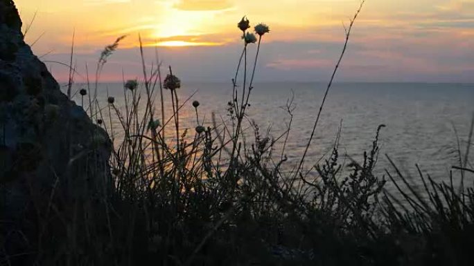 海上田园般的日落。风在美丽的海洋日落的背景下搅动草
