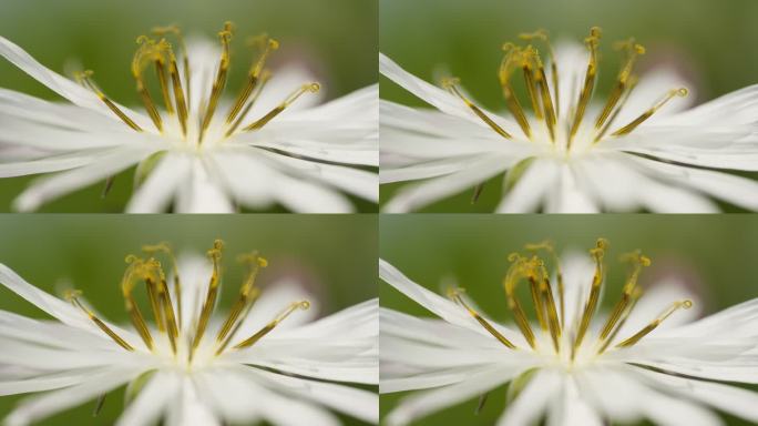 中华苦麦菜花朵微距特写实拍