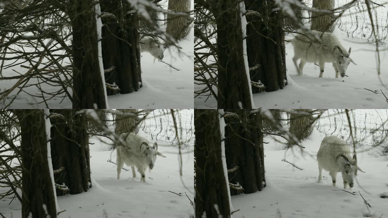 羊绒山羊在雪林中行走