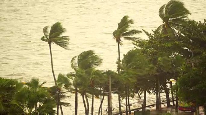 戏剧性的海景雨树和椰子树