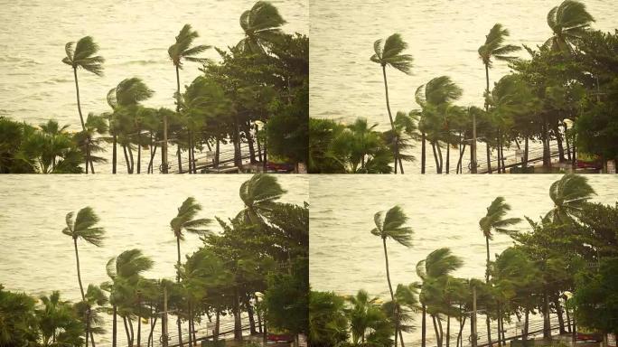 戏剧性的海景雨树和椰子树