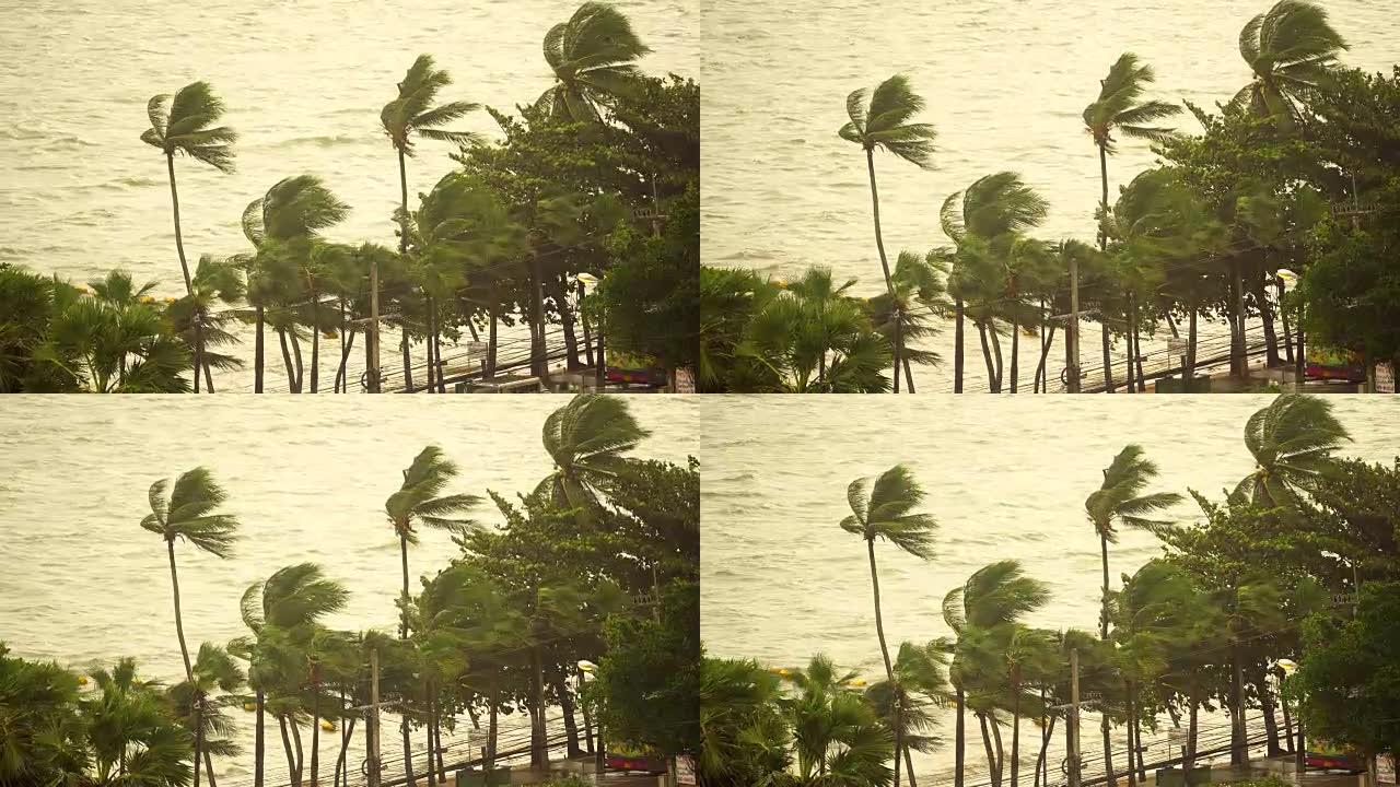 戏剧性的海景雨树和椰子树